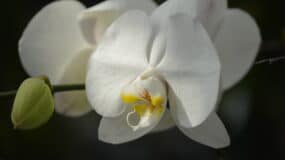 orchid